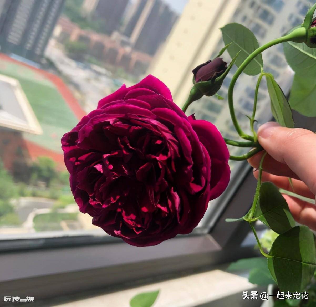 国际十大月季强香排行(香味浓郁的10款月季花盘点)-图片9